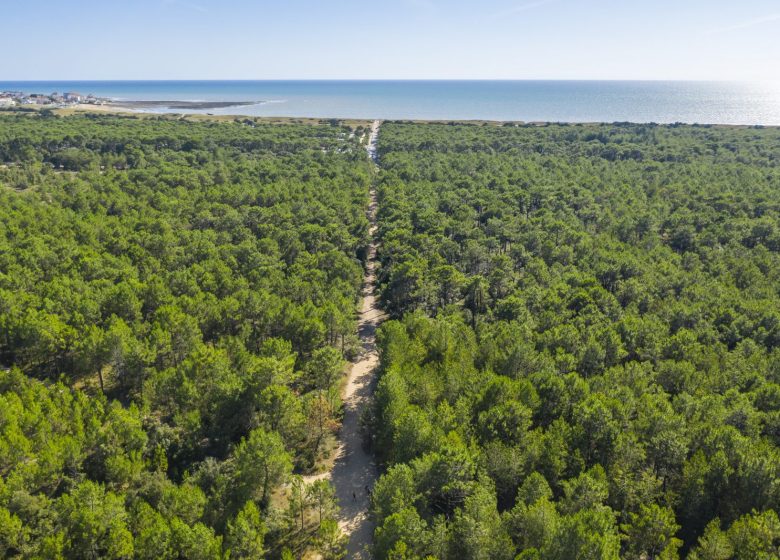 CIRCUIT DUNE FORÊT MARAIS N°26