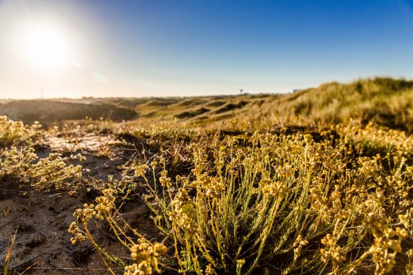 DUNE BOISÉE DE LA FORÊT DES PAYS DE MONTS